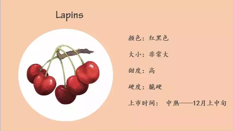 Lapins