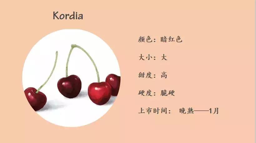 Kordia（科迪亚）